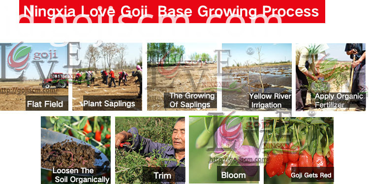 Proses Goji Berry yang baru alami New Natural Goji Berry growing process